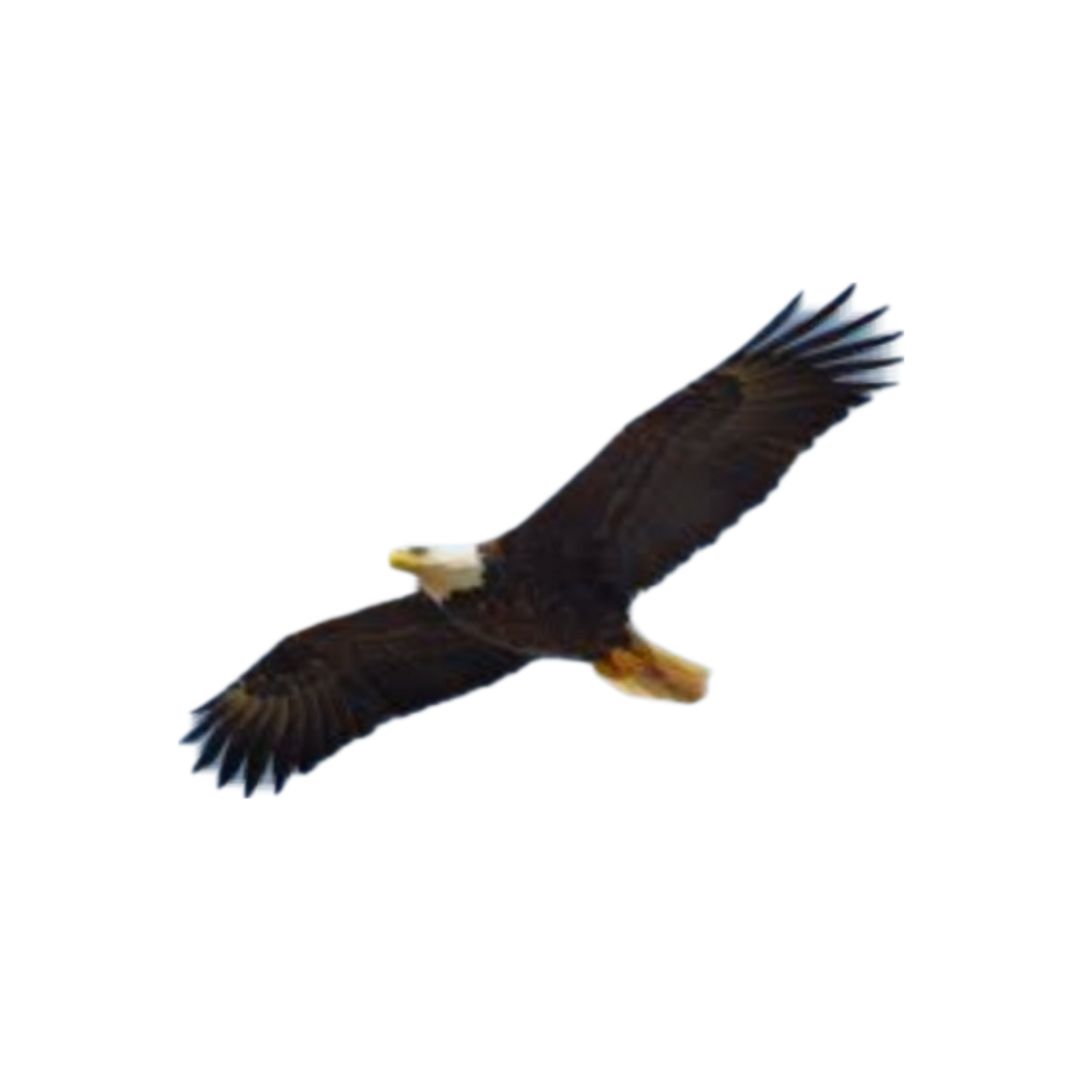 Ravens