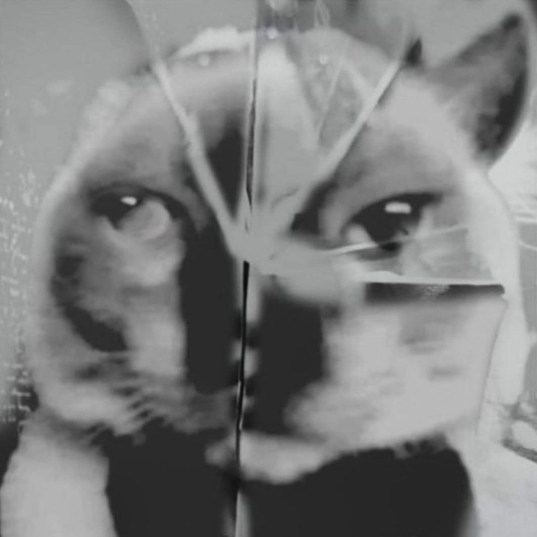 KIRA 😼🩶