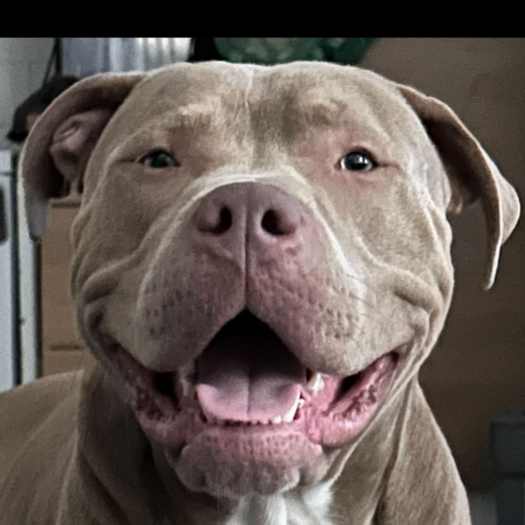 Odin the XL bully