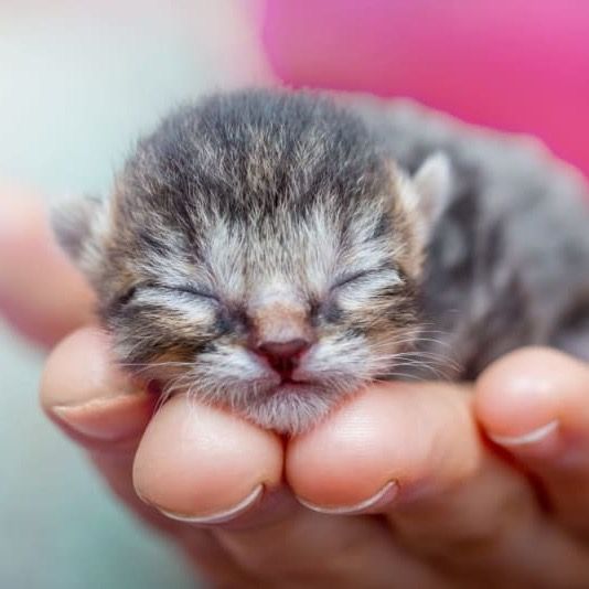 Kitten.mama