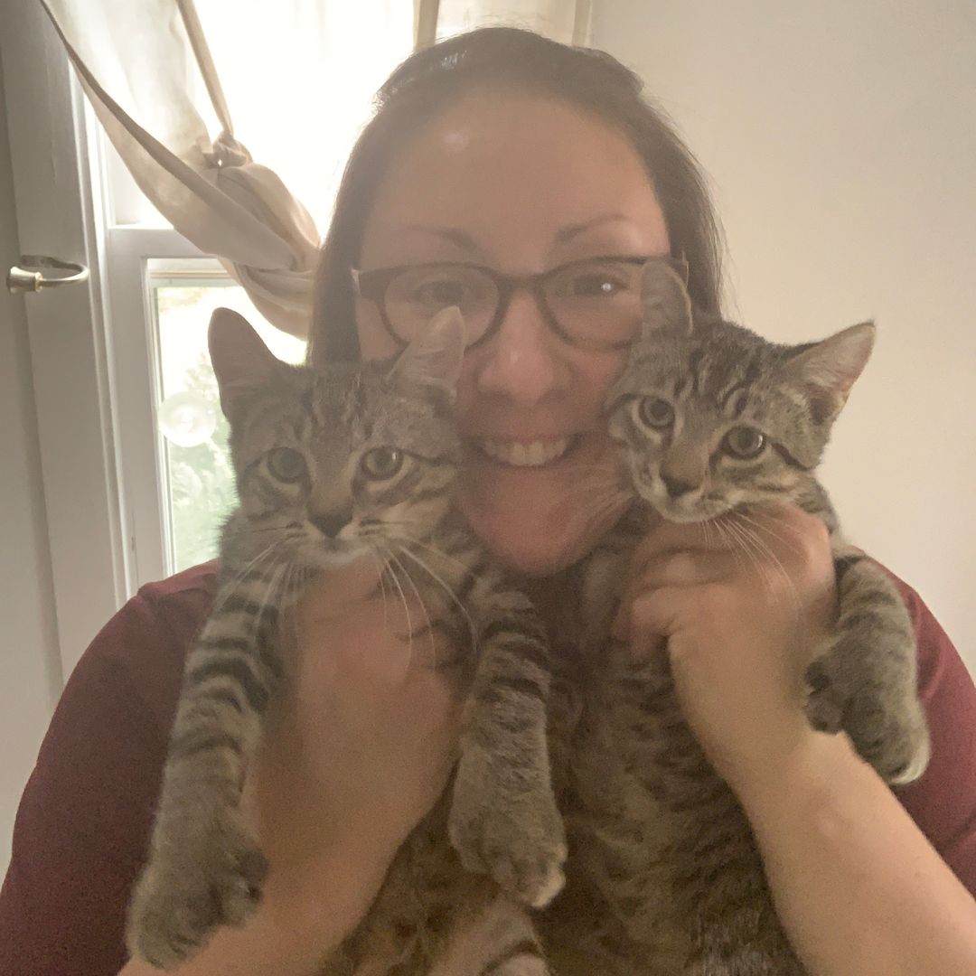 kittiesinthetwincities