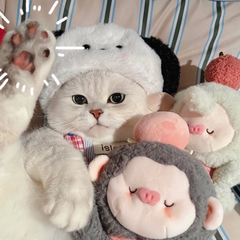 pet dreamland