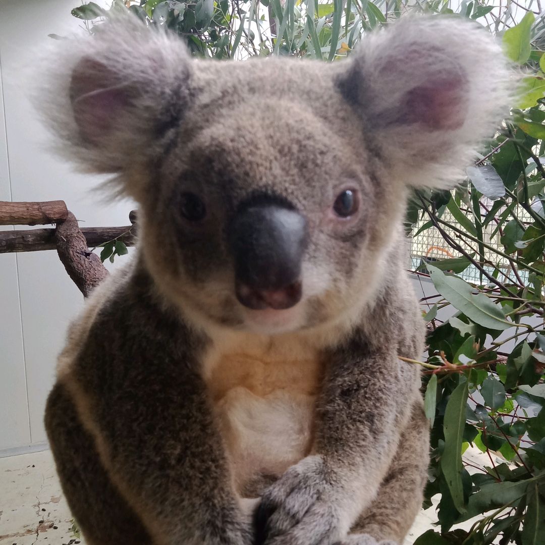 phascolarctos cineres