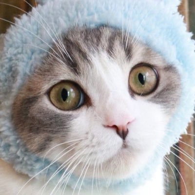コハちゃん