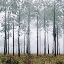 ป่าสนในห้องหมายเลข 1