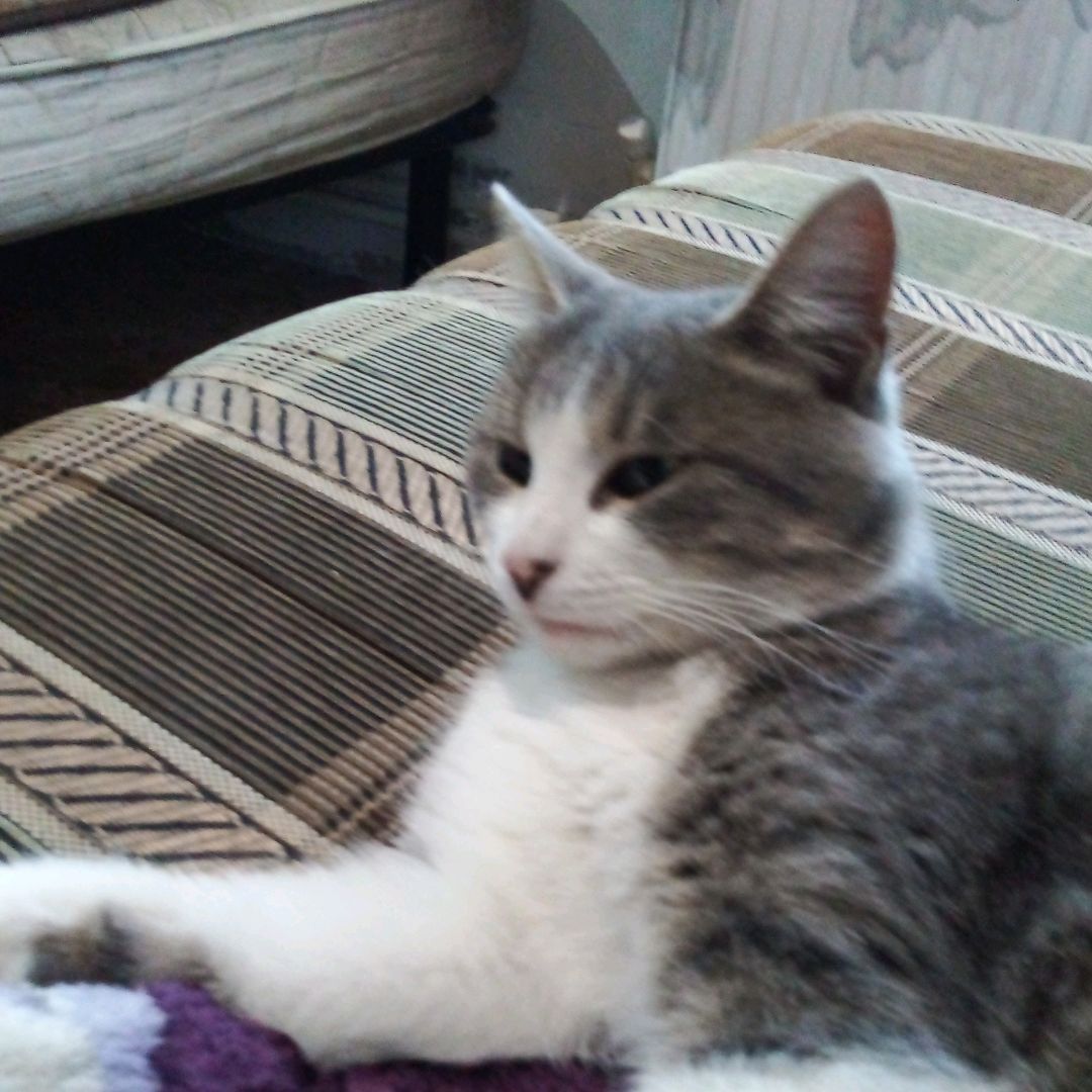 kotok