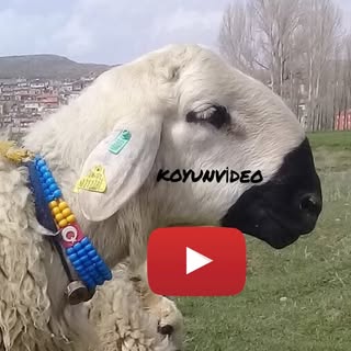 Küçükbaş Dünyası