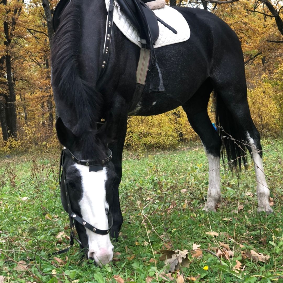_Jockey_
