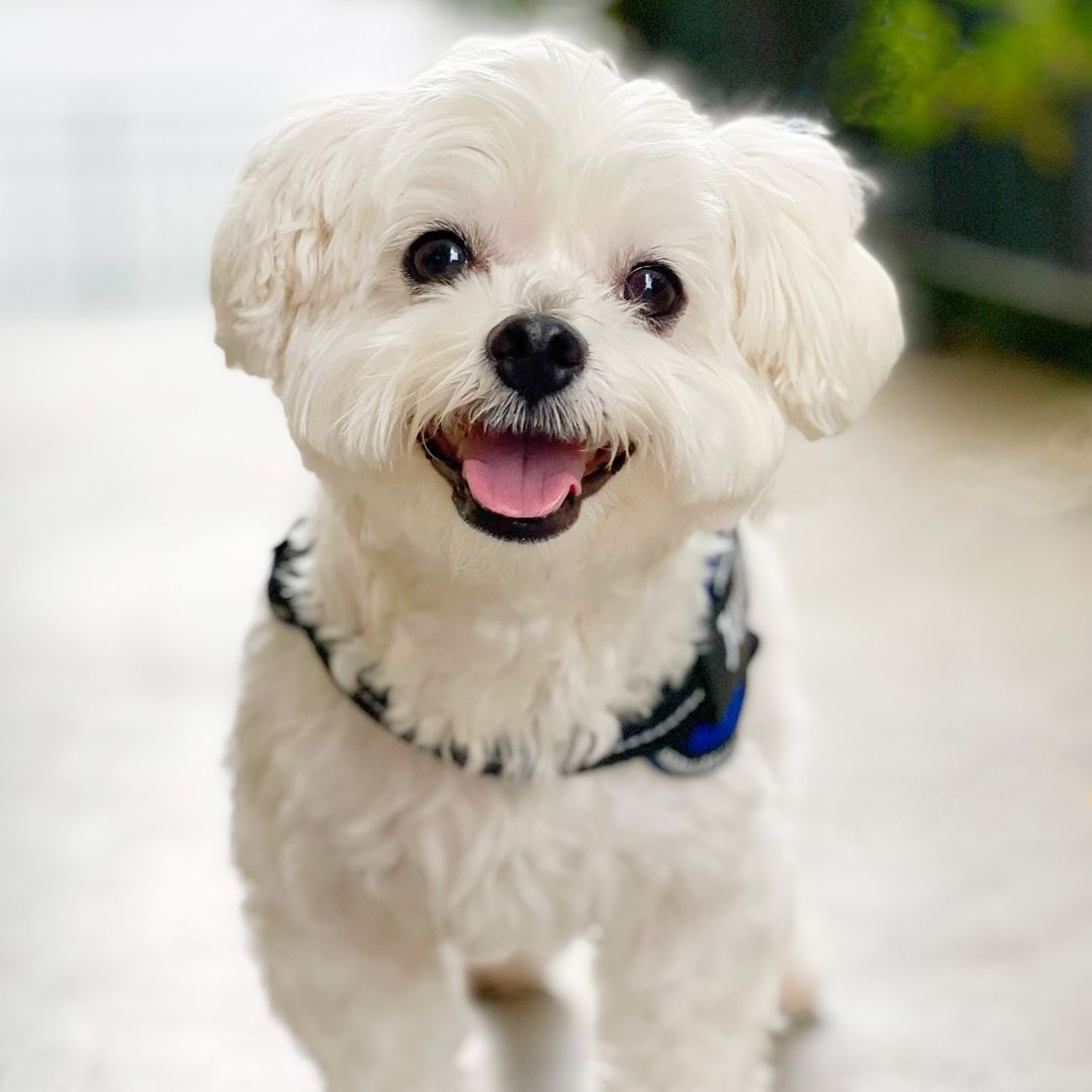 kumothemaltese