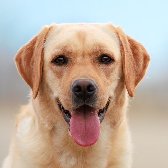 labrador.marty