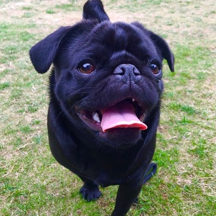 Ladylucypug