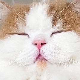 猫のレモンと犬のポテチ