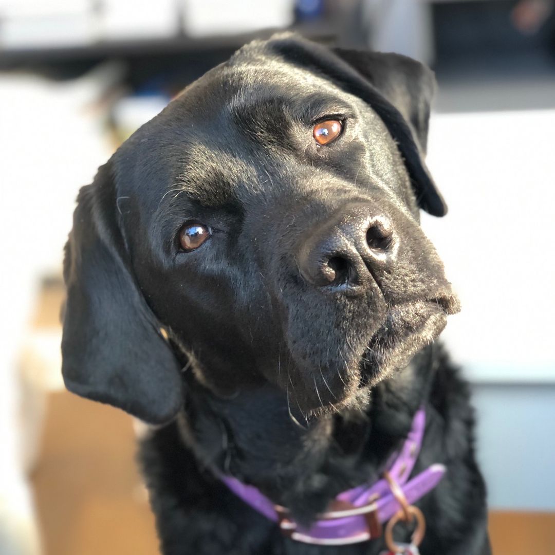 lily_service_pup