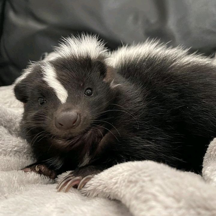 Lily The Skunk