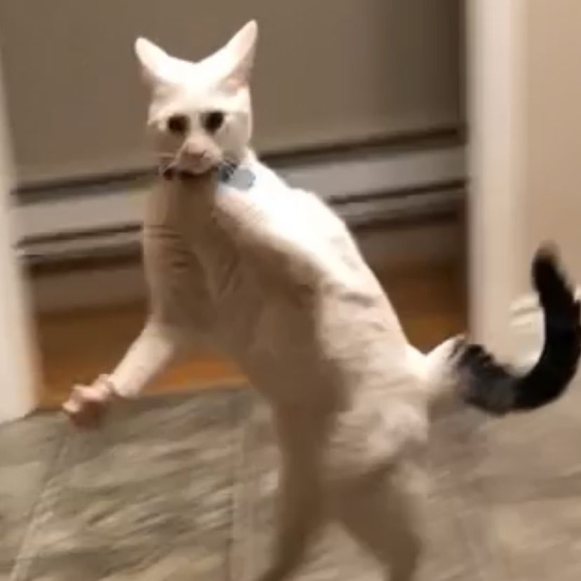 Sugar