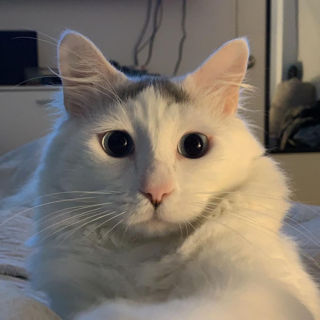 Llorón The cat 😺🇵🇪