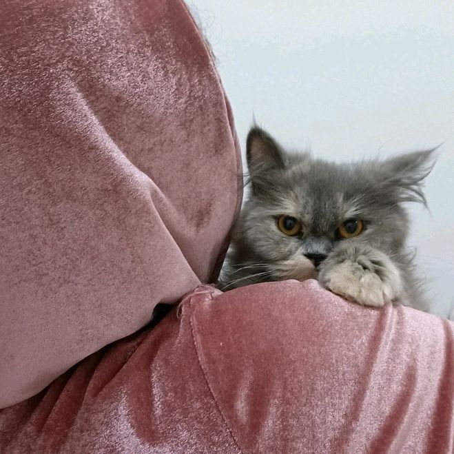 🐾🕸لولو كاتي🕸🐾