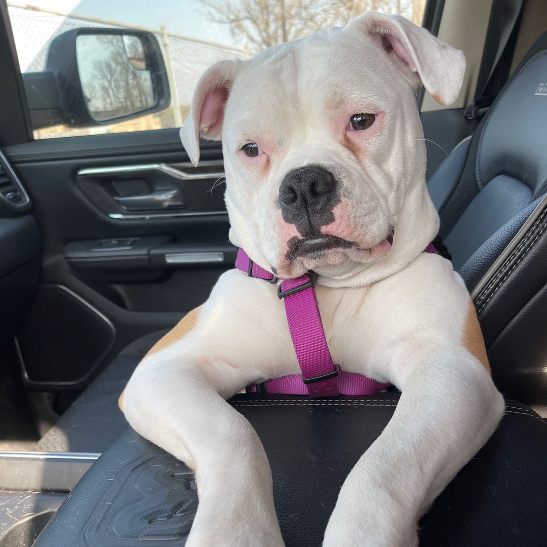 Bubblesthebulldog