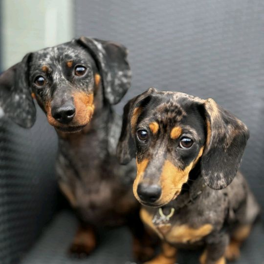 Lotje & Guusje de teckels 🌸💗