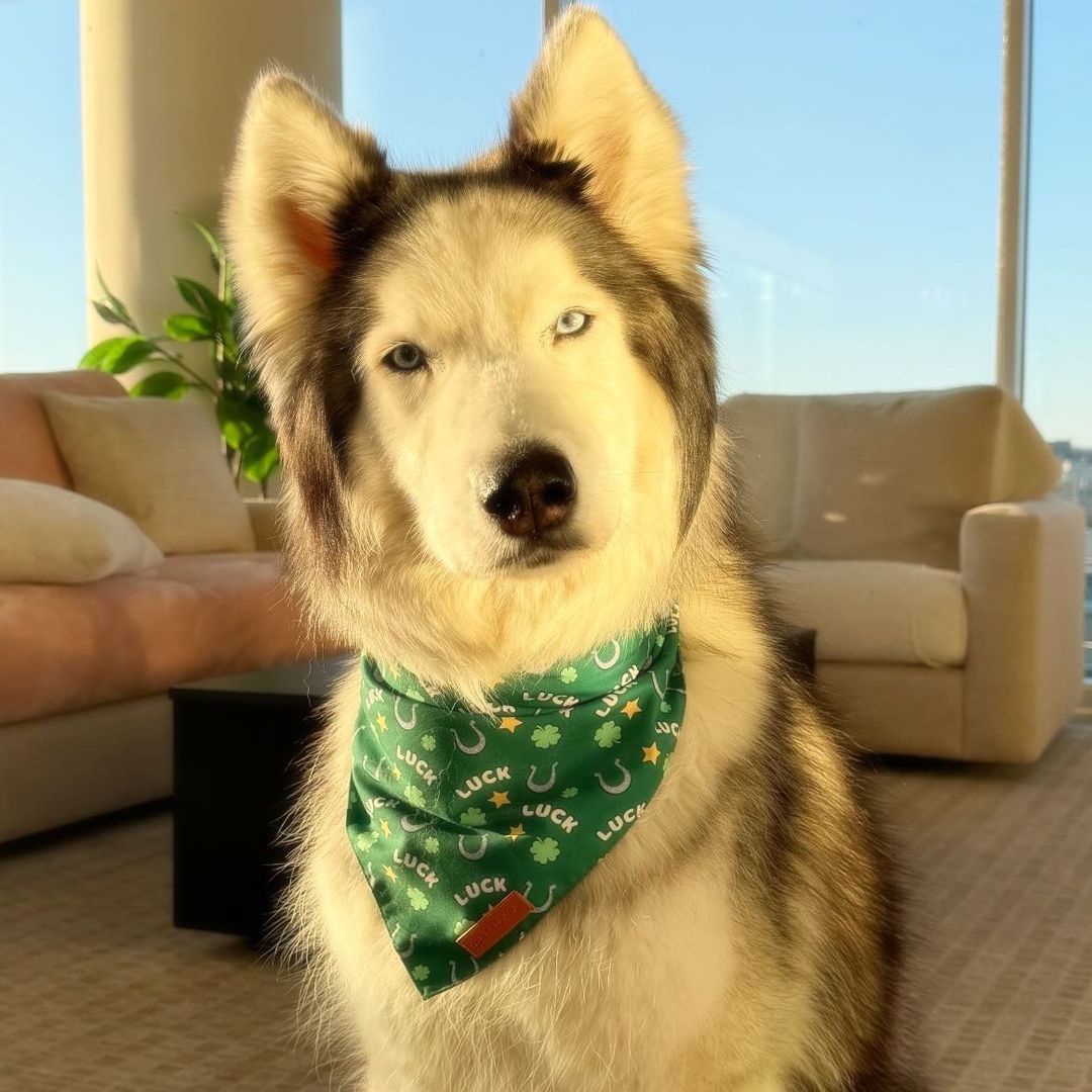 Louisthehuskyy