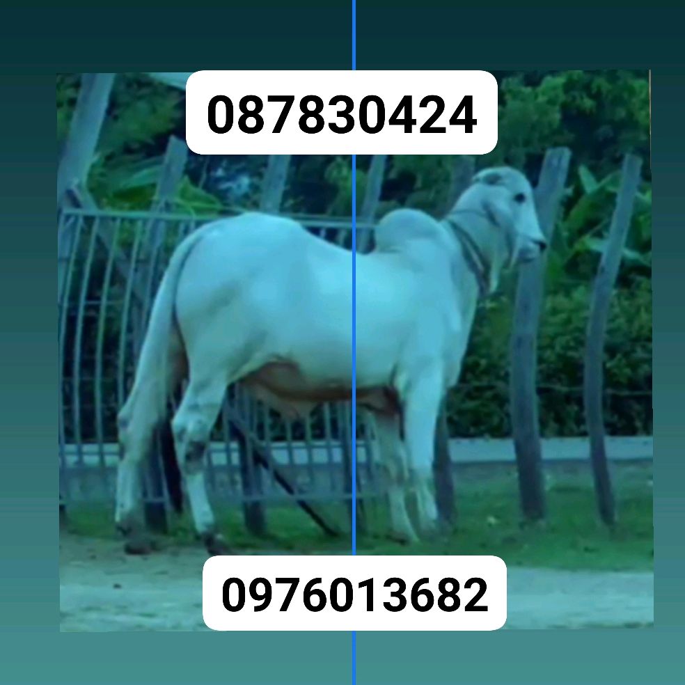 នឿន សំណាង