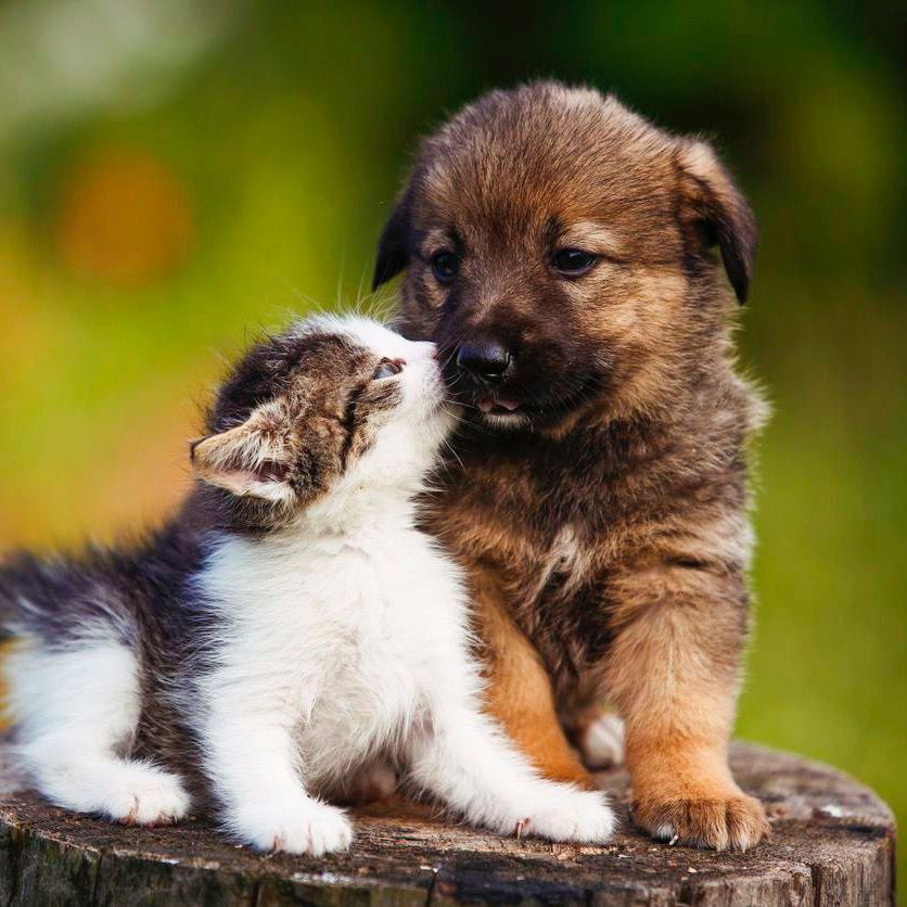 loveranimals12