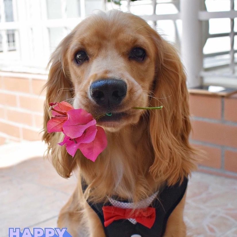 lukacockerspaniel