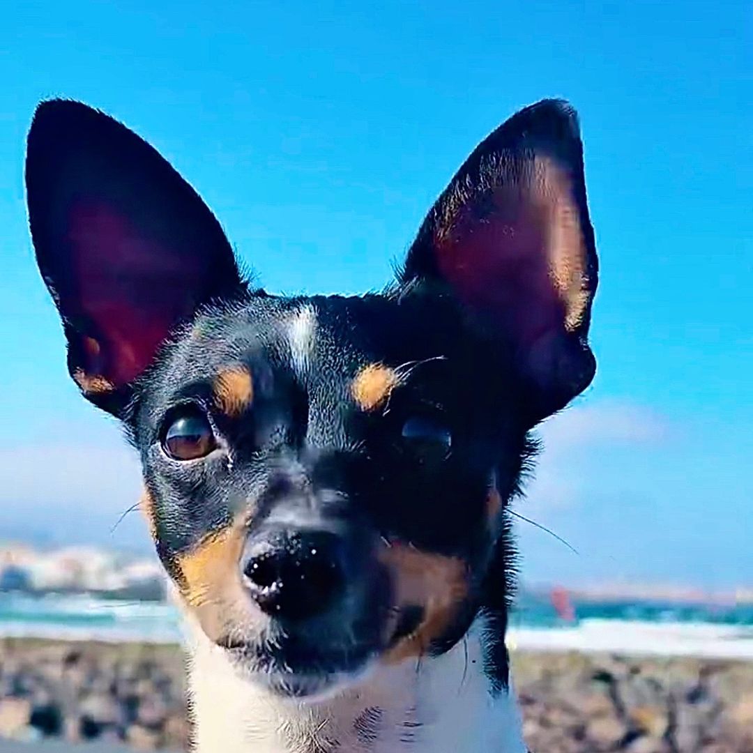 lupedog_