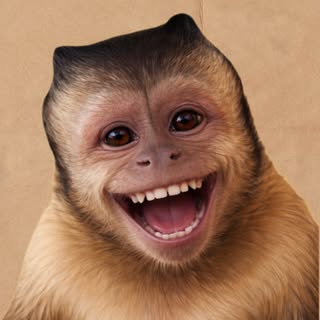 MACAQUINHO SINCERO • MEMES DIÁRIOS