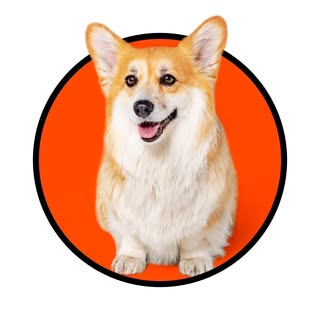 🐶 Maxine the Fluffy Corgi