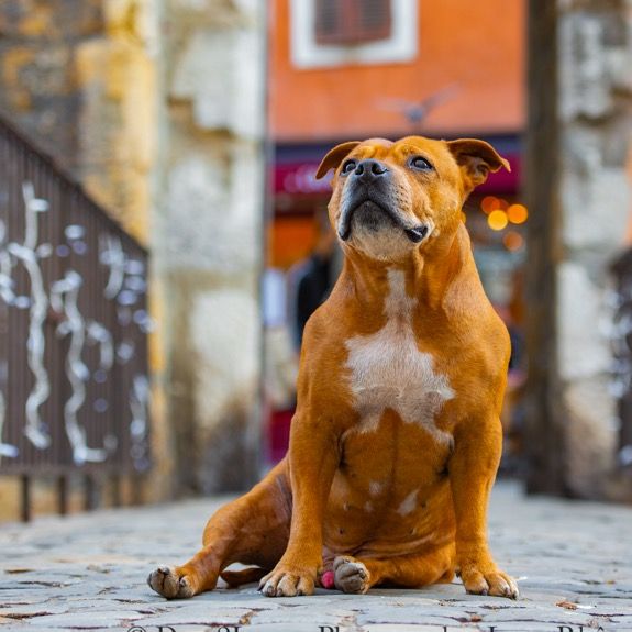 🐾 Malki Red Star 🐾