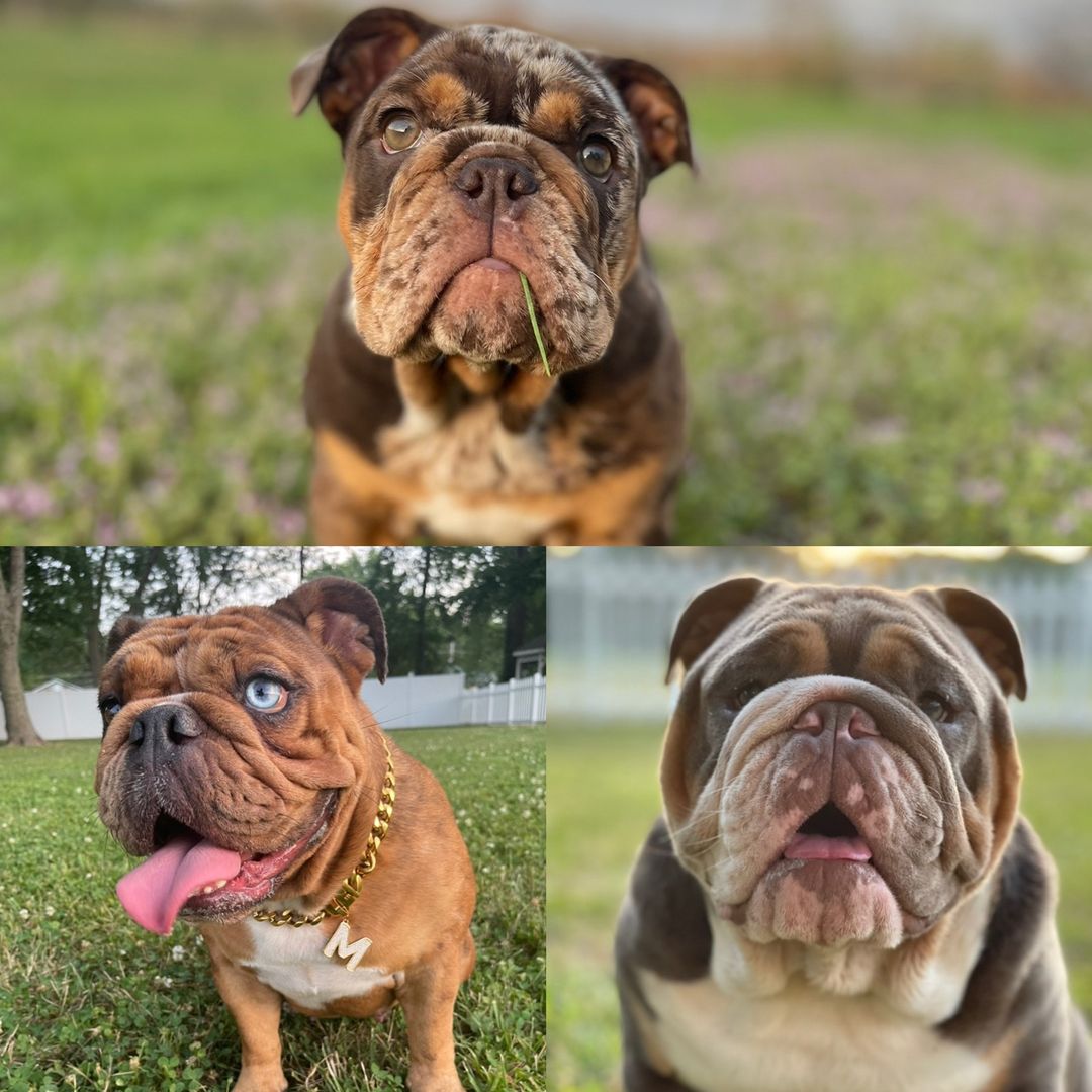 Maple&Mac
