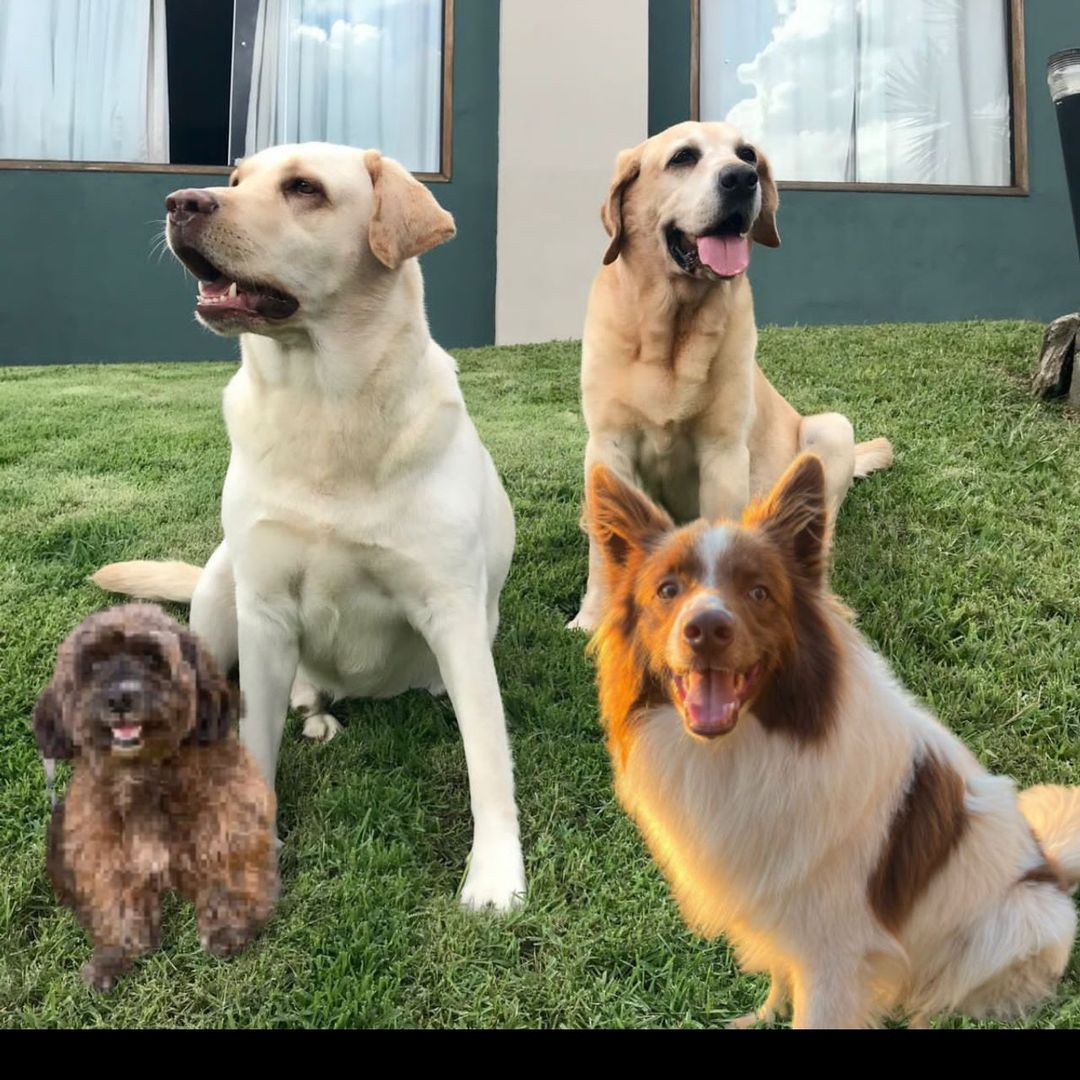 Marley, Bob, Billy & Bidu ♥️