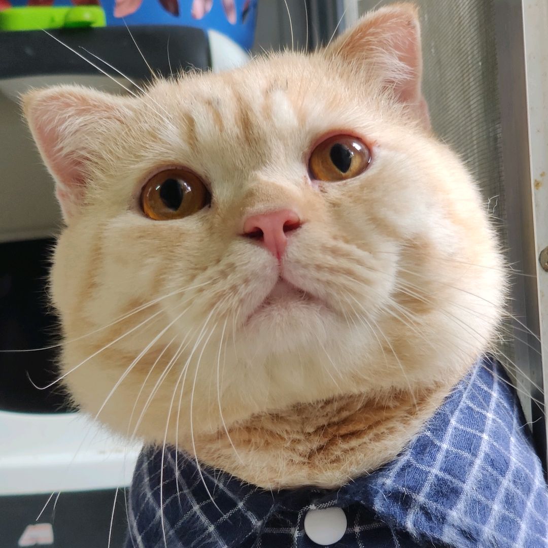 มาเวลแมวอ้วน 😻