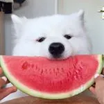 mayapolarbear ʕ ᵔᴥᵔ ʔ