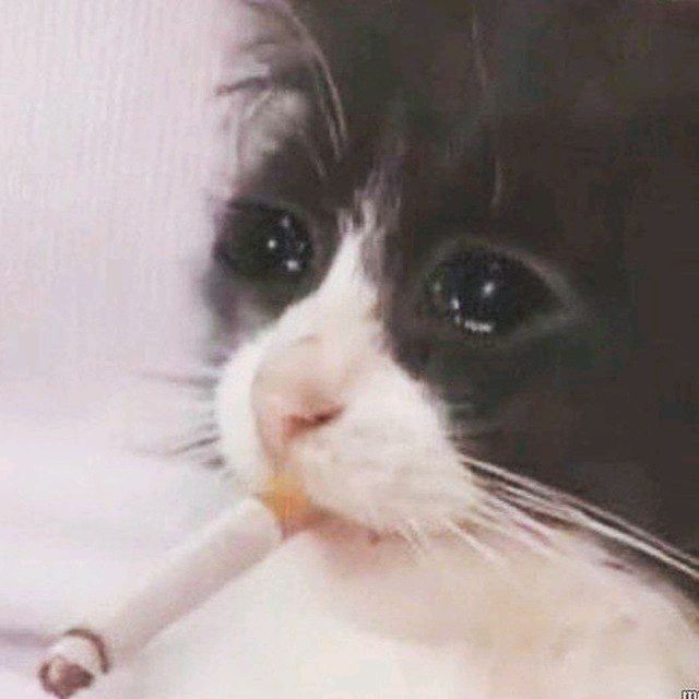Кефилим