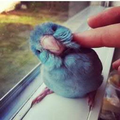 Lo Mejor de Twitland