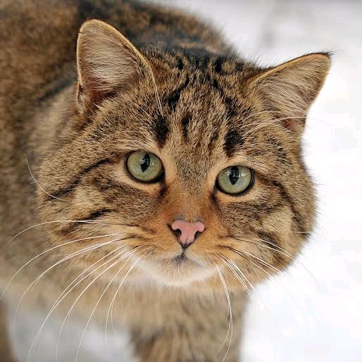 Menino Das Coisas Doces