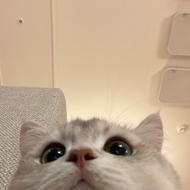 มีมแม๊ววนะจ๊ะ😾✨
