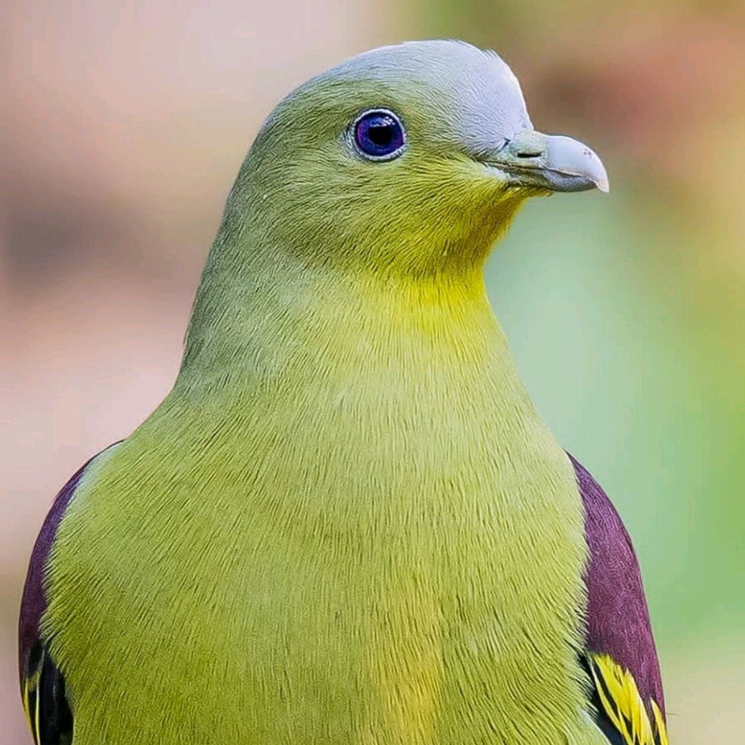 محمــد العـنتري