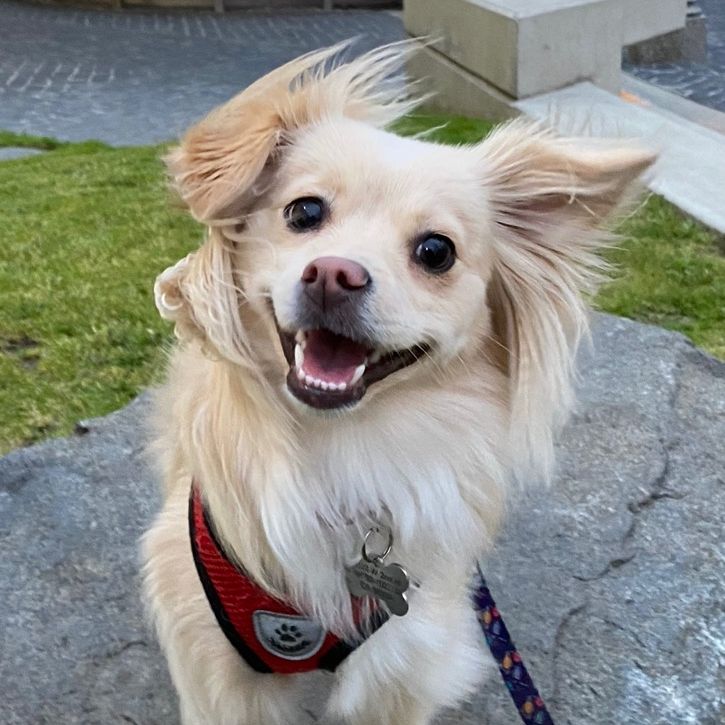 Mia_thehappiestdog