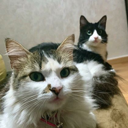 michouetpatachou