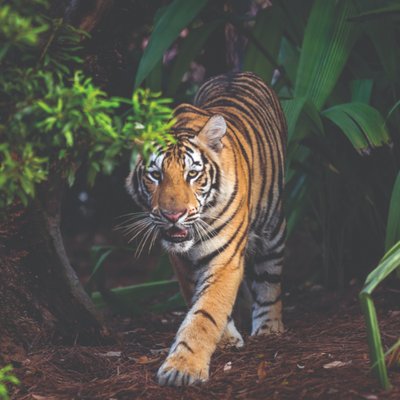 Mike VII