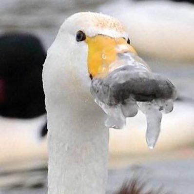 どエンド君