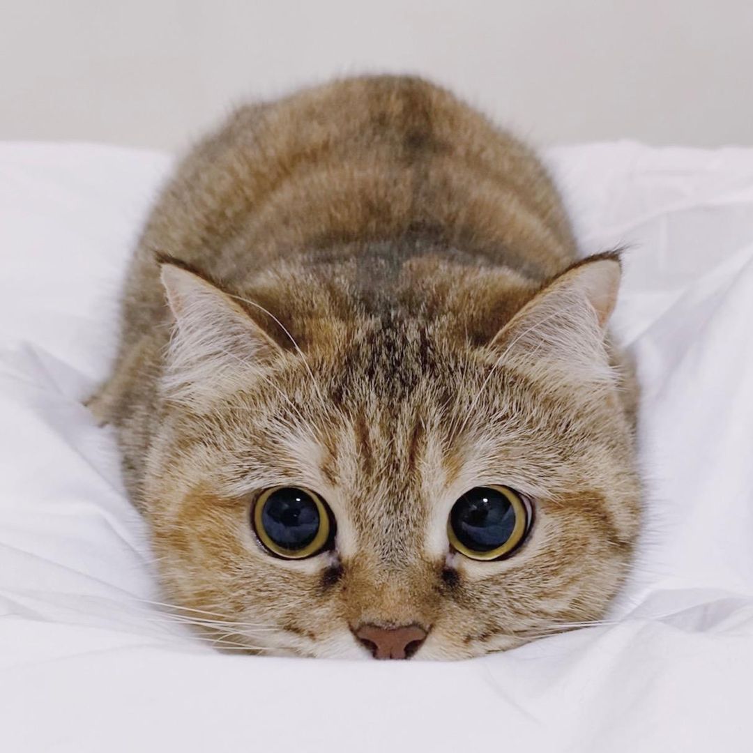 Milk Tea the Cat 🧋