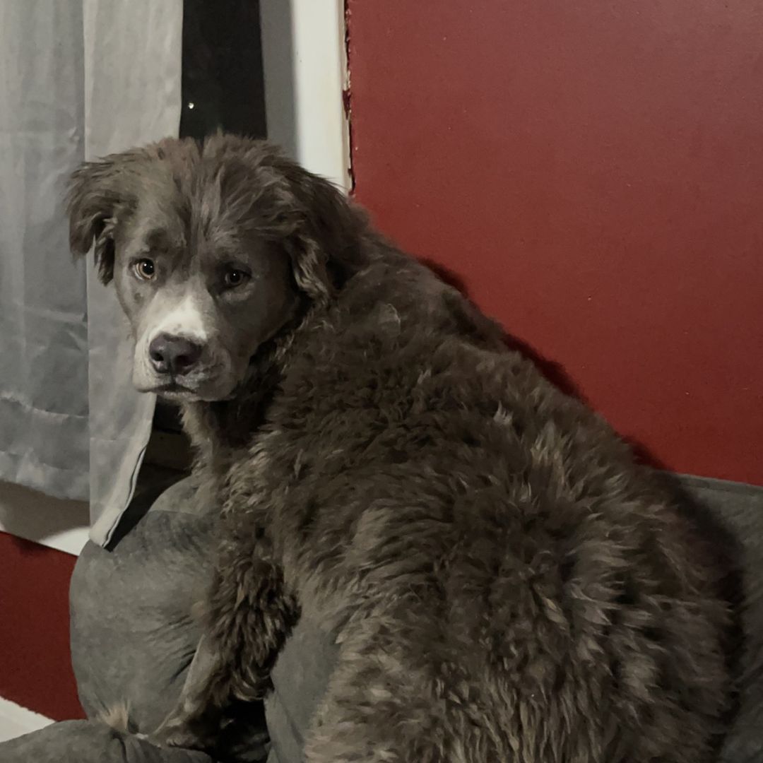 Milo the long haired pitbull