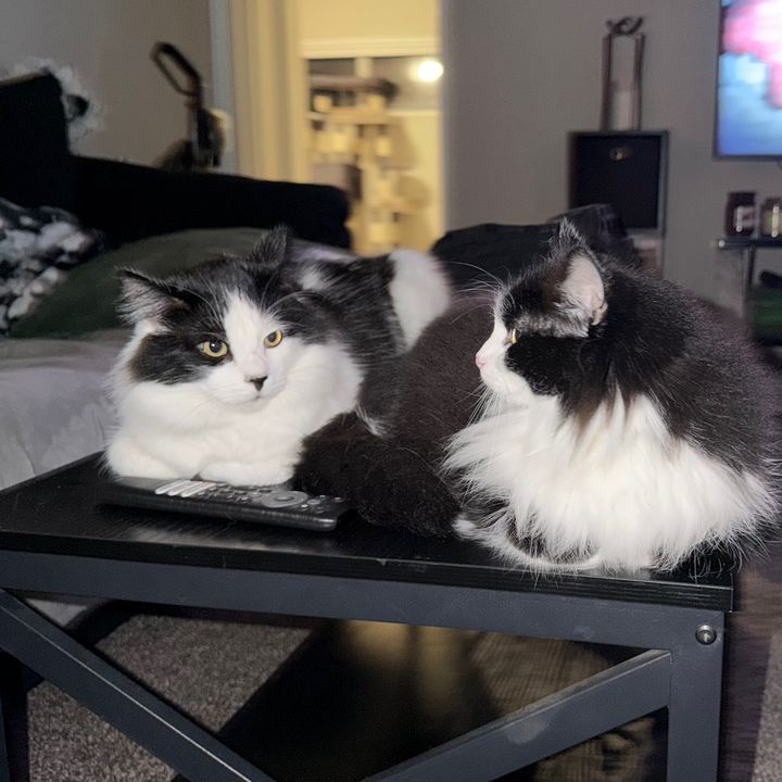 Milo & Julian The Cats