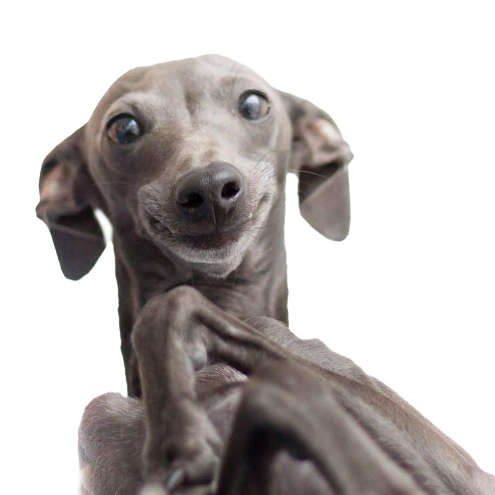 Milo the Iggy