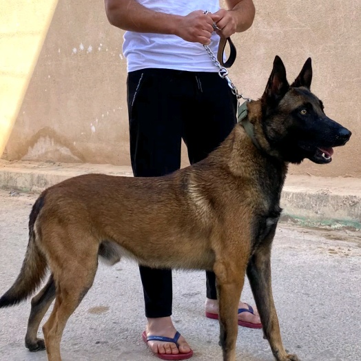 Mimo Slimani