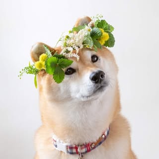 柴犬マロたん。
